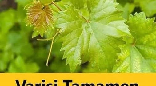 Varisleri tamamen yok eden pratik yöntem