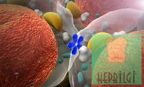 MEN0POZ VE HORMONAL BOZUKLUKLAR - 3
