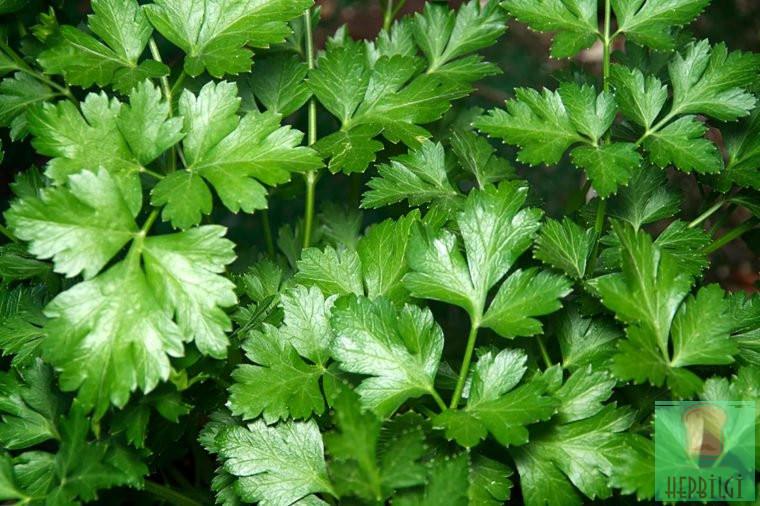 İdrar Yolu Enfeksiyonunu Geçiren 7 Doğal Yöntem - 2