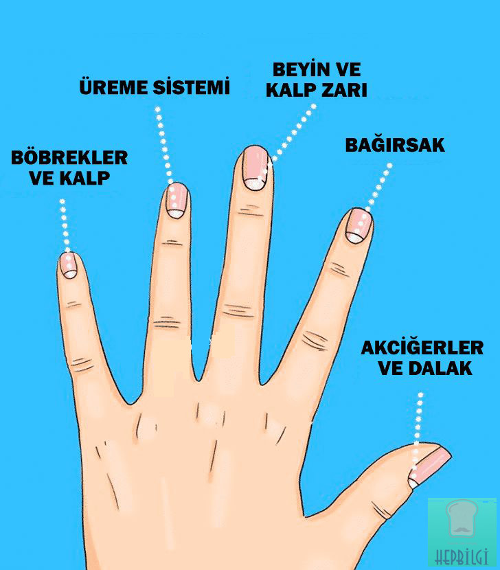 Tırnaklarınızın size anlattığı 13 sağlık sorununa dikkate alın - 3